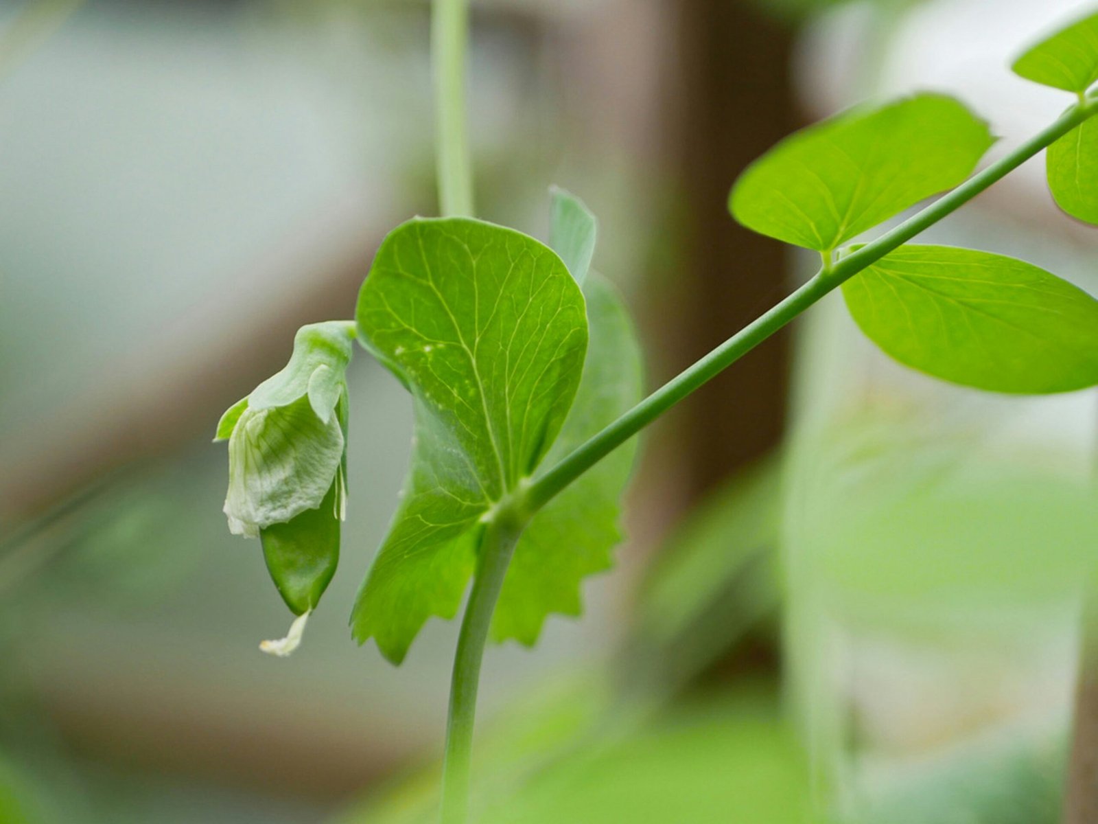 a close up of a green plant with leaves