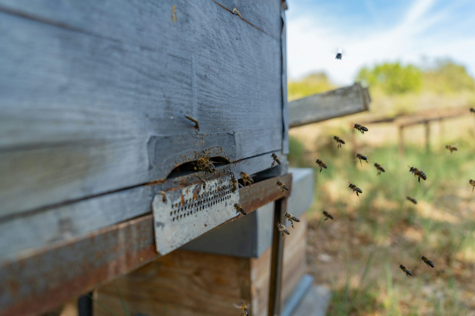 a bunch of bees flying around a beehive